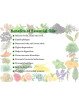Essential Oil Fennel Seed  50 g
