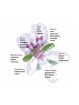Essential Oil Fennel Seed  50 g