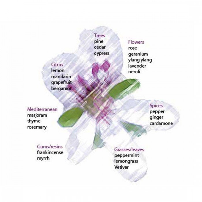 ecoplanet Geranium Essential Oil ( 25 ml )