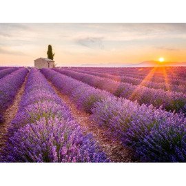 lavender essential oil