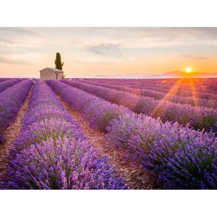 lavender essential oil