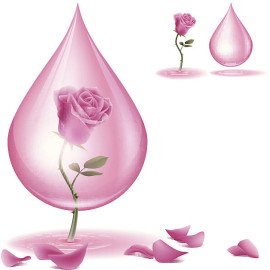 ecoplanet rose essential oil