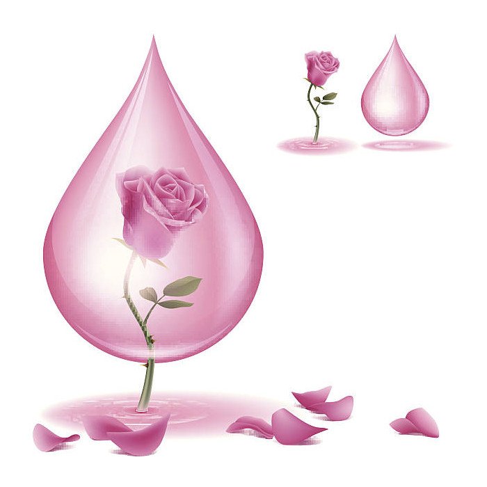 ecoplanet rose essential oil