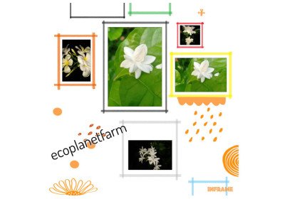 Nature's Healing Scents: Harnessing the Benefits of Aromatherapy for Your Summer Wellness Routine