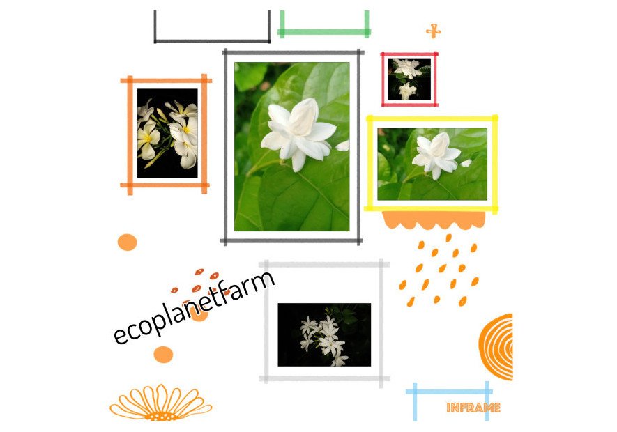 Nature's Healing Scents: Harnessing the Benefits of Aromatherapy for Your Summer Wellness Routine