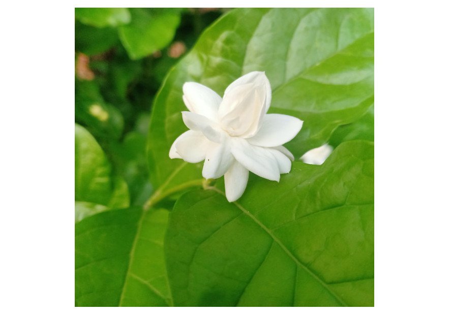 Discover the Beauty and Wellness Benefits of Jasmine this Summer!
