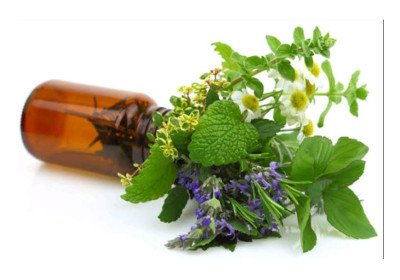 Why Do Plants Produce Essential Oils?