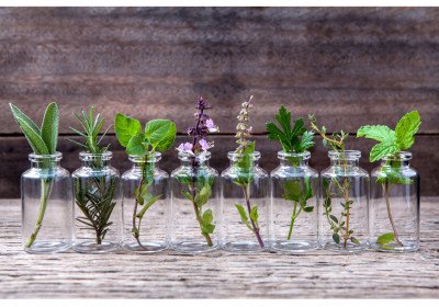 Why do Plants Make Essential Oils?