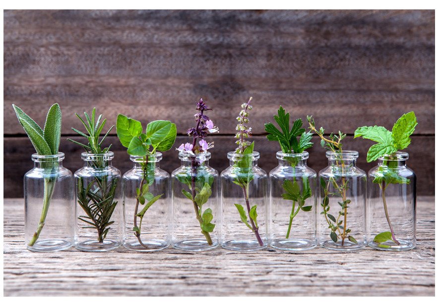 Why do Plants Make Essential Oils?