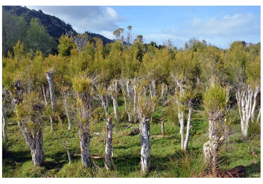 Uses of Tea Tree Oil Part - II